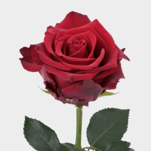 ורדים אדומים Red Roses
