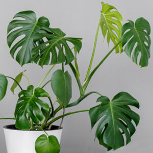 flowers500.com