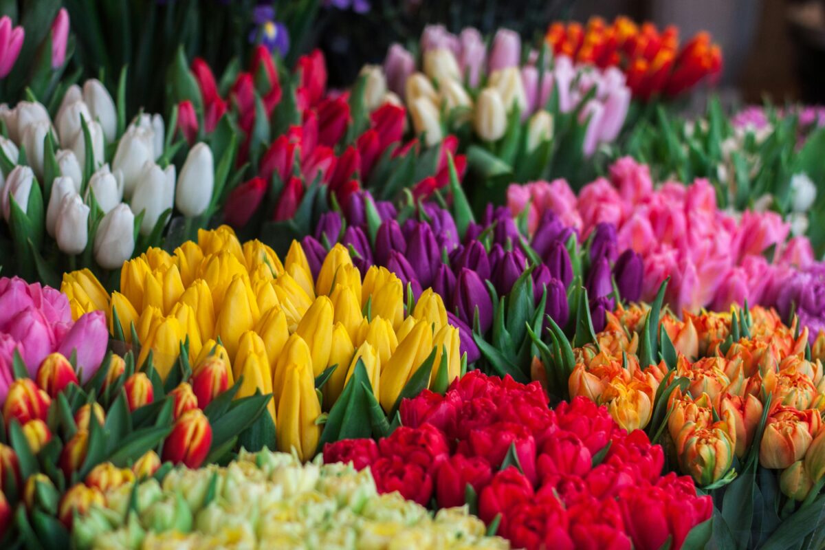 flowers500.com