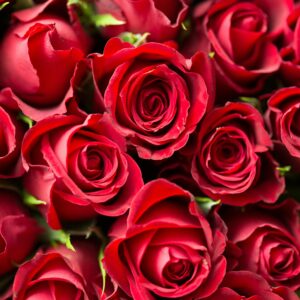 flowers500.com