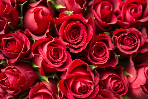 flowers500.com