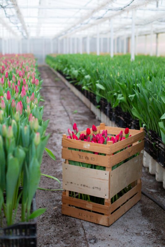Flowers500.com