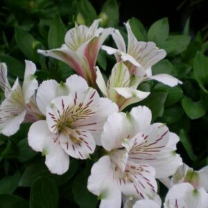 flowers500.com