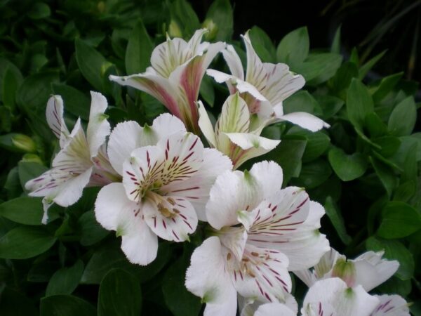 flowers500.com
