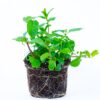 flowers500.com