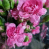 flowers500.com