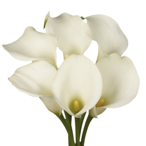 flowers500.com