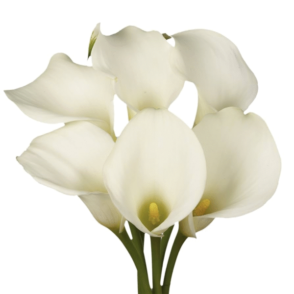 flowers500.com