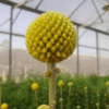 flowers500.com