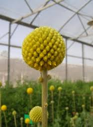 flowers500.com