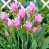 flowers500.com
