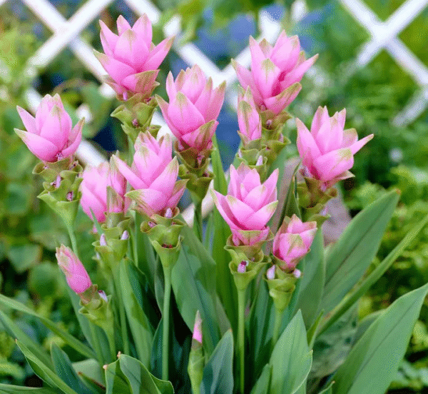 flowers500.com