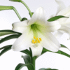 flowers500.com
