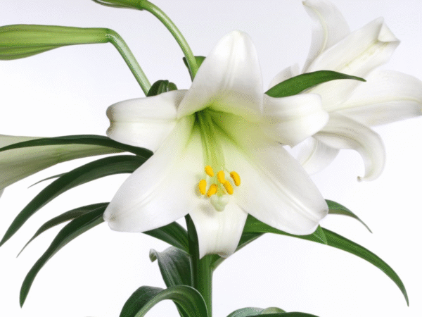 flowers500.com