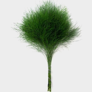 ורטגוס צבוע