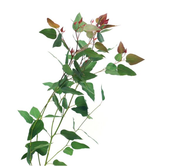 flowers500.com
