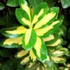 flowers500.com