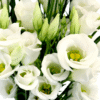 flowers500.com