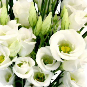 flowers500.com