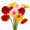 flowers500.com