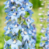 Flowers500