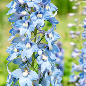 Flowers500