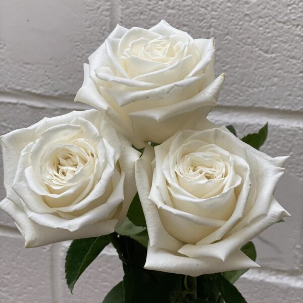 flowers500