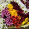 flowers500.com