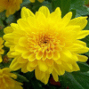 flowers500.com