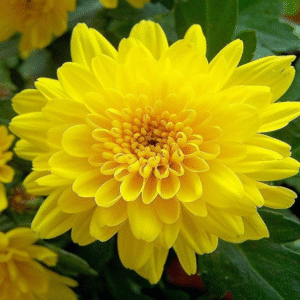 flowers500.com