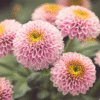 flowers500.com