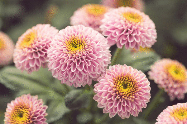 flowers500.com