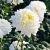 flowers500.com