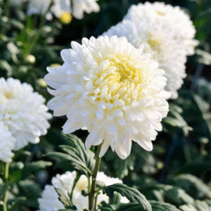 flowers500.com
