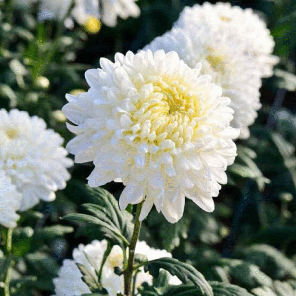 flowers500.com