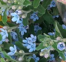 flowers500.com