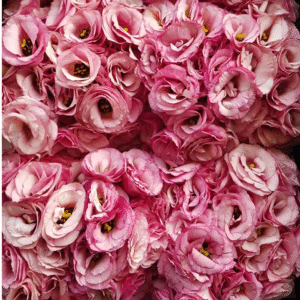 flowers500.com