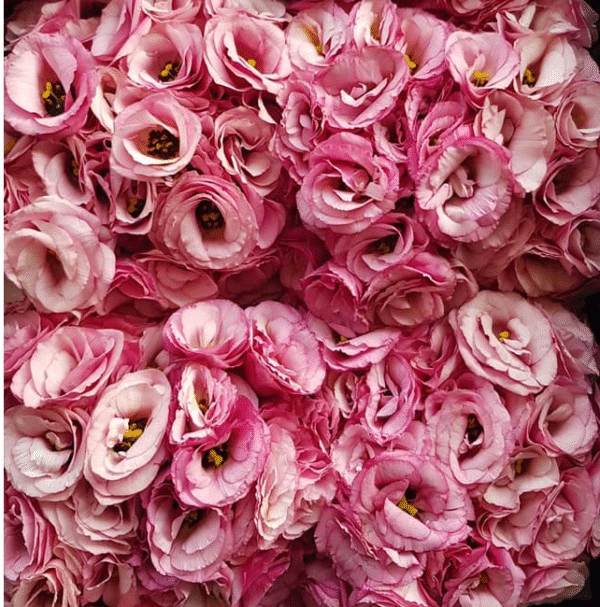 flowers500.com