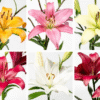 flowers500.com