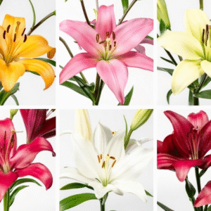 flowers500.com