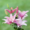 flowers500.com