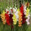 Flowers500