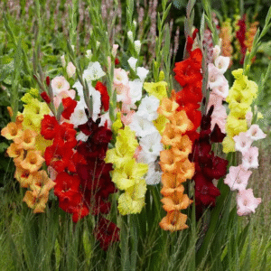 Flowers500