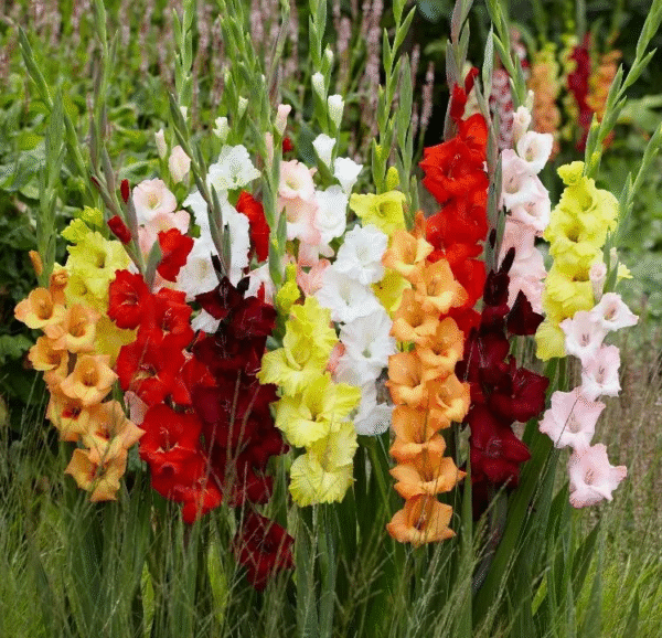 Flowers500