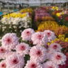 flowers500.com