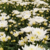 flowers500.com