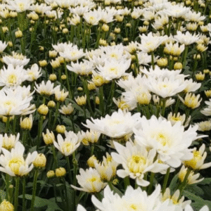 flowers500.com