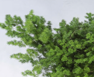 מרקלאודס צבוע