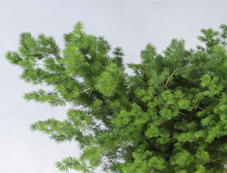 מרקלאודס צבוע